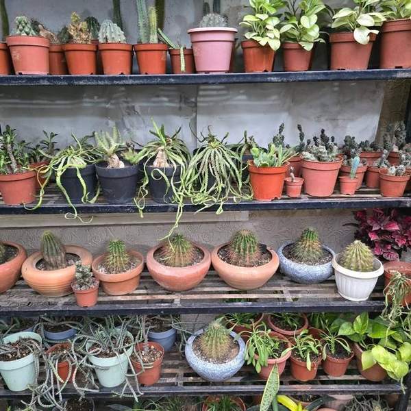 Shelves of potted plants at Blings et'al Plants