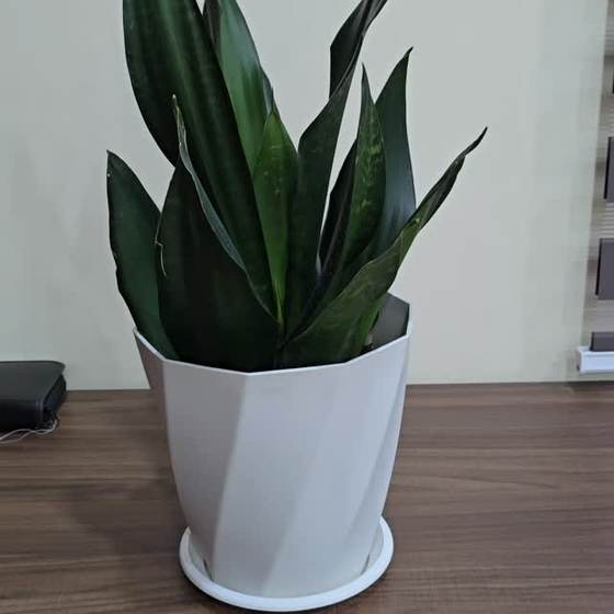 Snake plant at Blings et’al, Wuse 2 Abuja