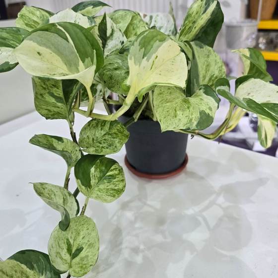 Marble pothos at Blings et’al, Wuse 2 Abuja