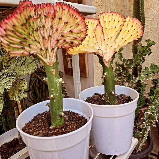 Crested cactus at Blings et’al, Wuse 2 Abuja