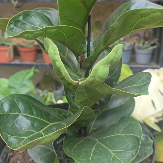 Fiddle leaf fig at Blings et’al, Wuse 2 Abuja